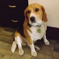 ビストロ蔵のビーグル君