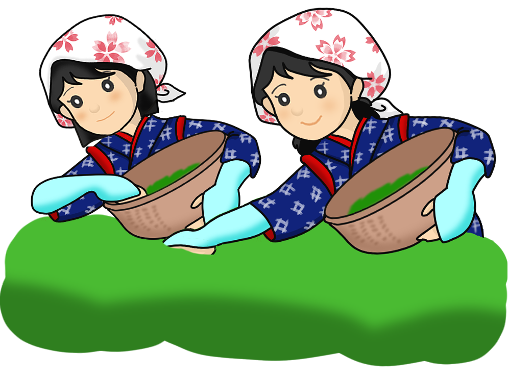 茶摘み