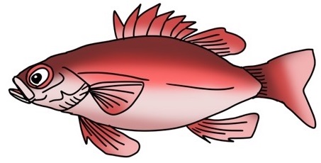 赤魚 赤魚